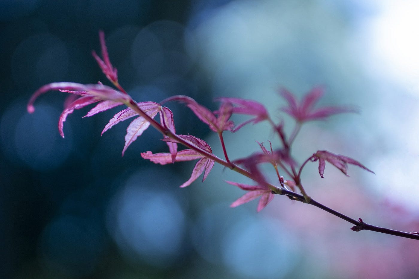 Branch with pink leaves
